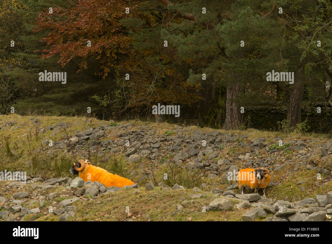 Orange sheep at Borders hill farm,Scotland,UK, Stock Photo