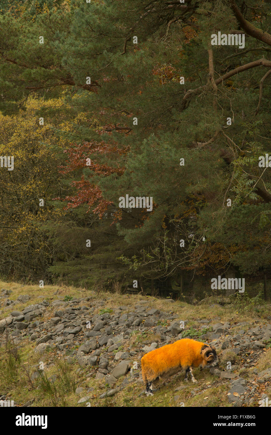 Orange dyed sheep in stony ground,Borders,Scotland,UK, Stock Photo