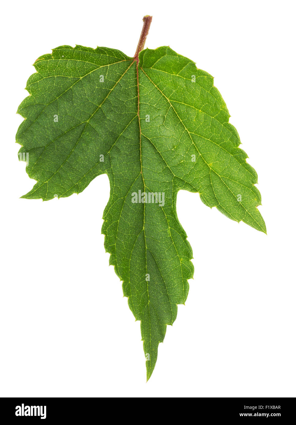 hop leaf  isolated on the white background. Stock Photo
