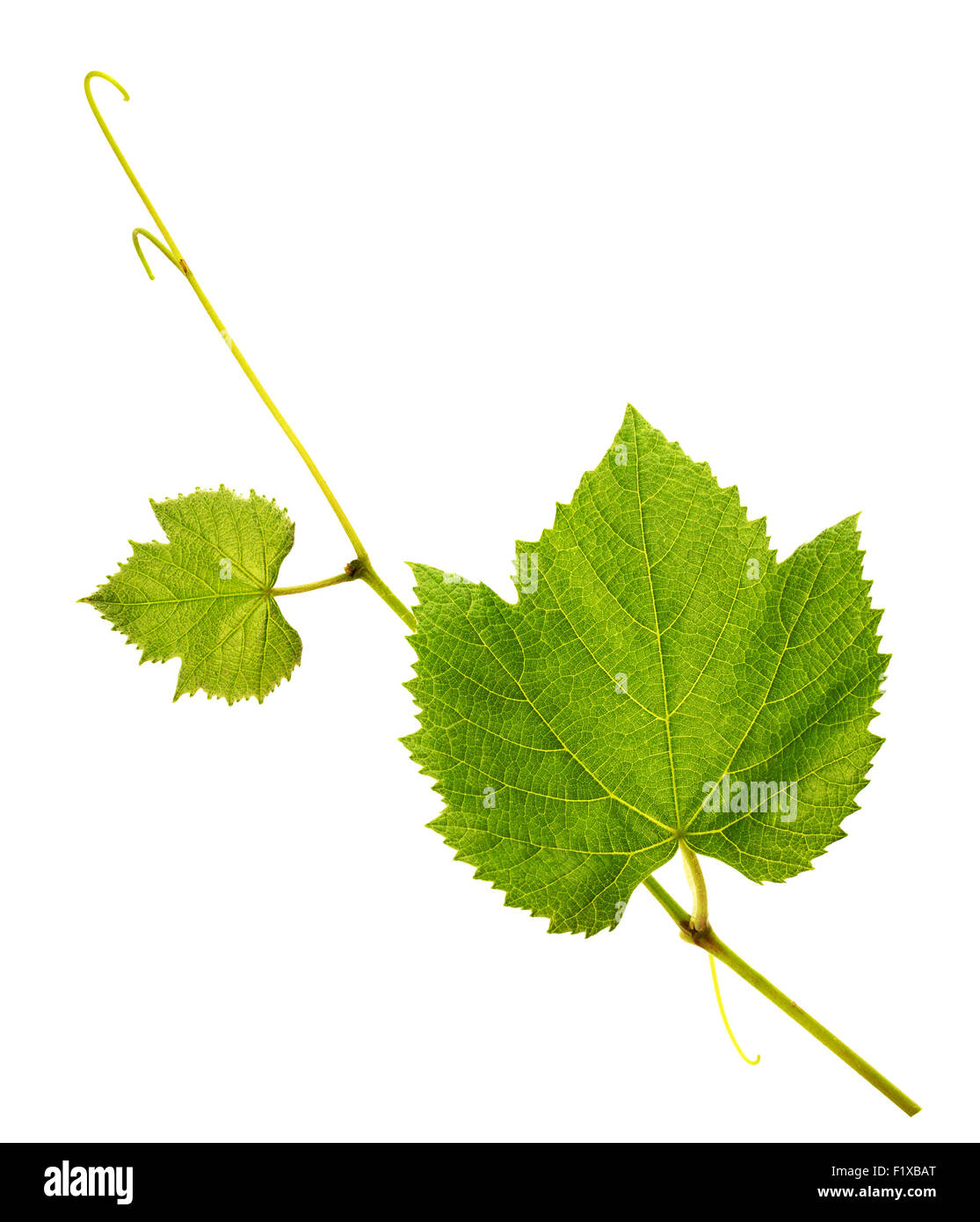 grape leaves isolated on the white background Stock Photo - Alamy