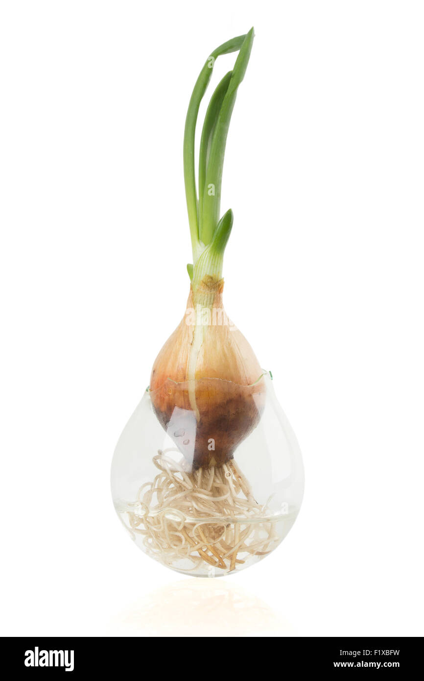 onions with roots. Stock Photo