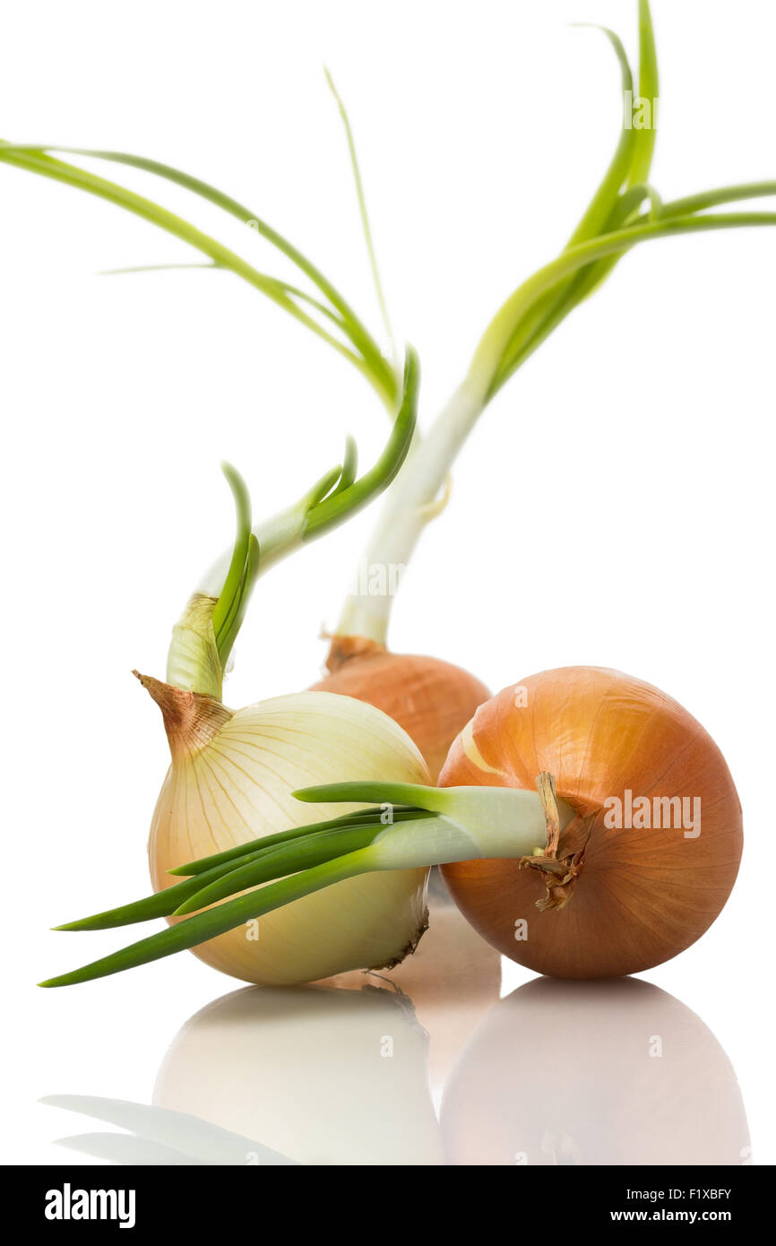BlackSprut Onion  Осло