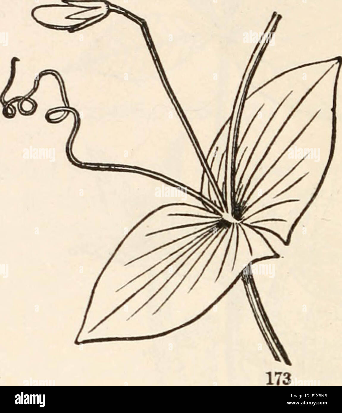 The elements of botany for beginners and for schools Stock Photo - Alamy