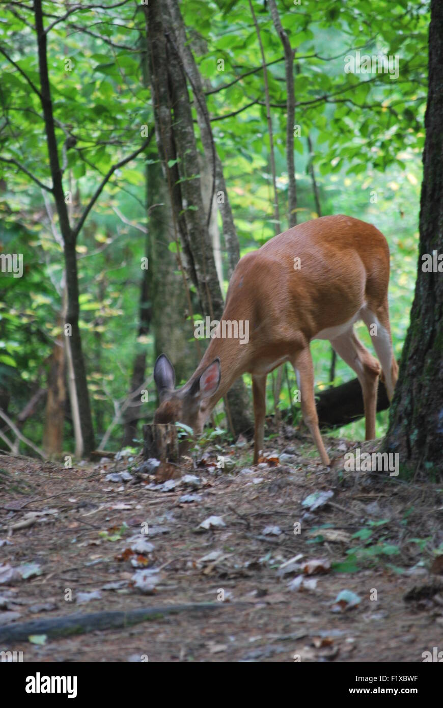 A deer eating in a forest Stock Photo - Alamy