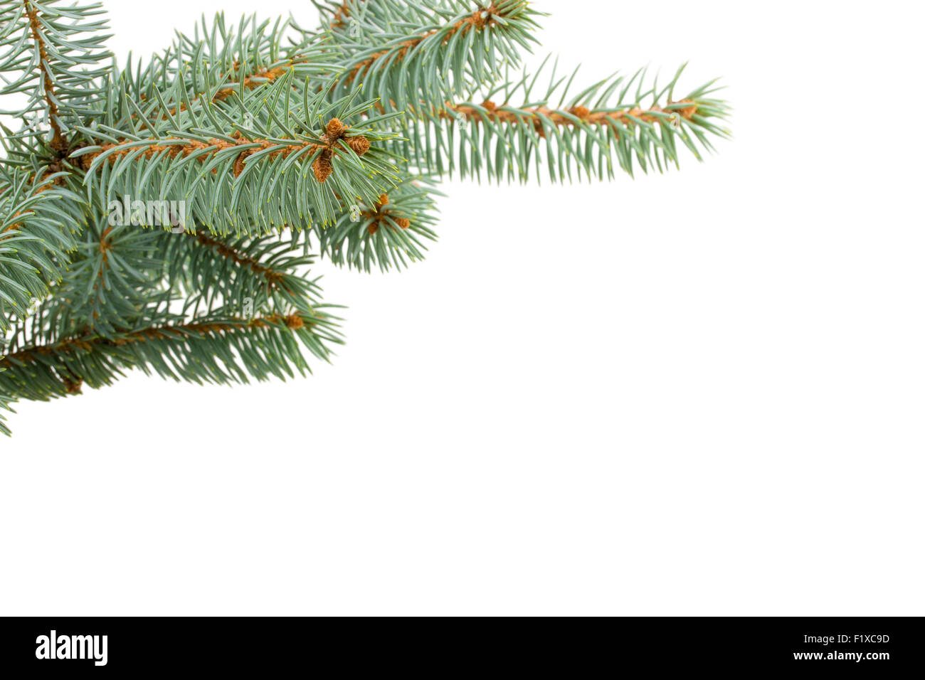 fir tree isolated on white. Stock Photo
