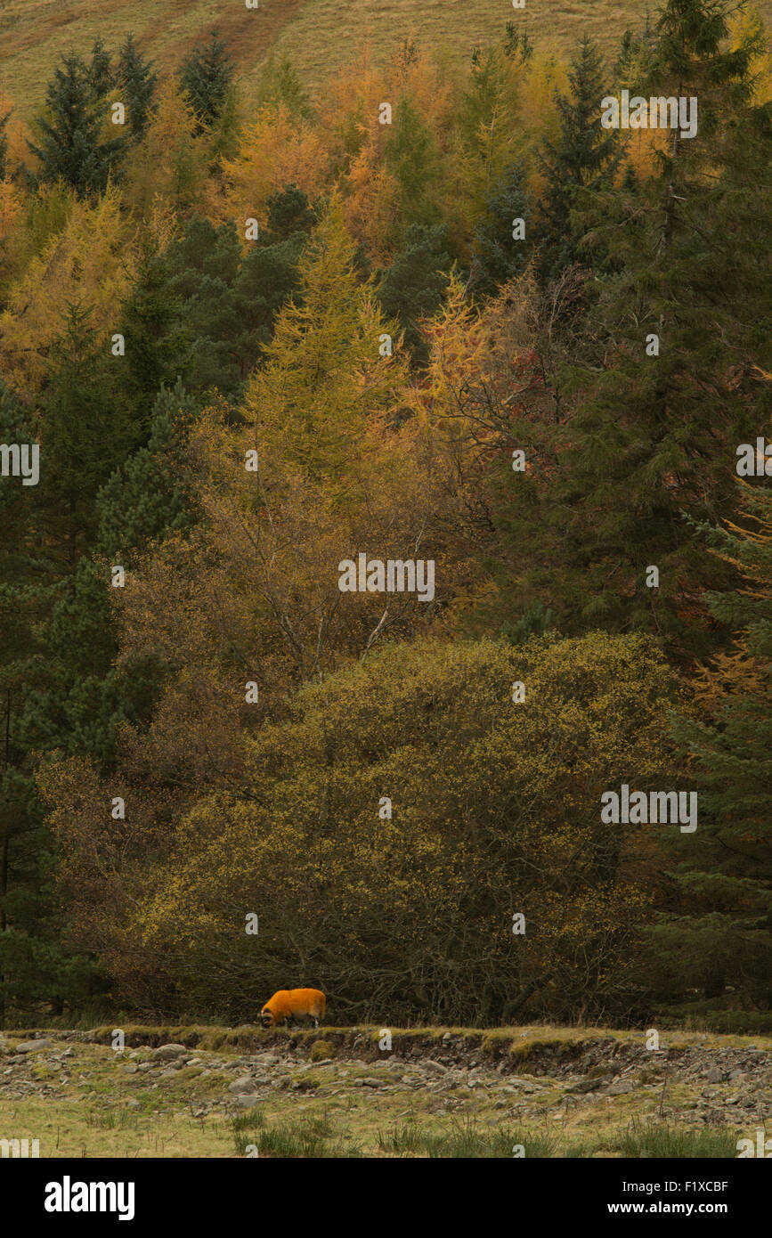orange dyed sheep against autumn color trees,Borders,Scotland,UK, Stock Photo