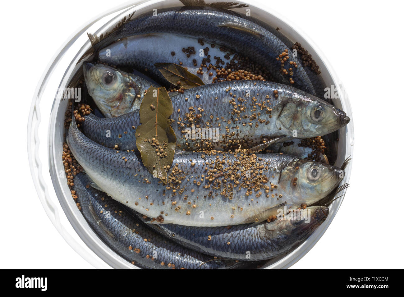 herring with flavoring in a bucket. Stock Photo