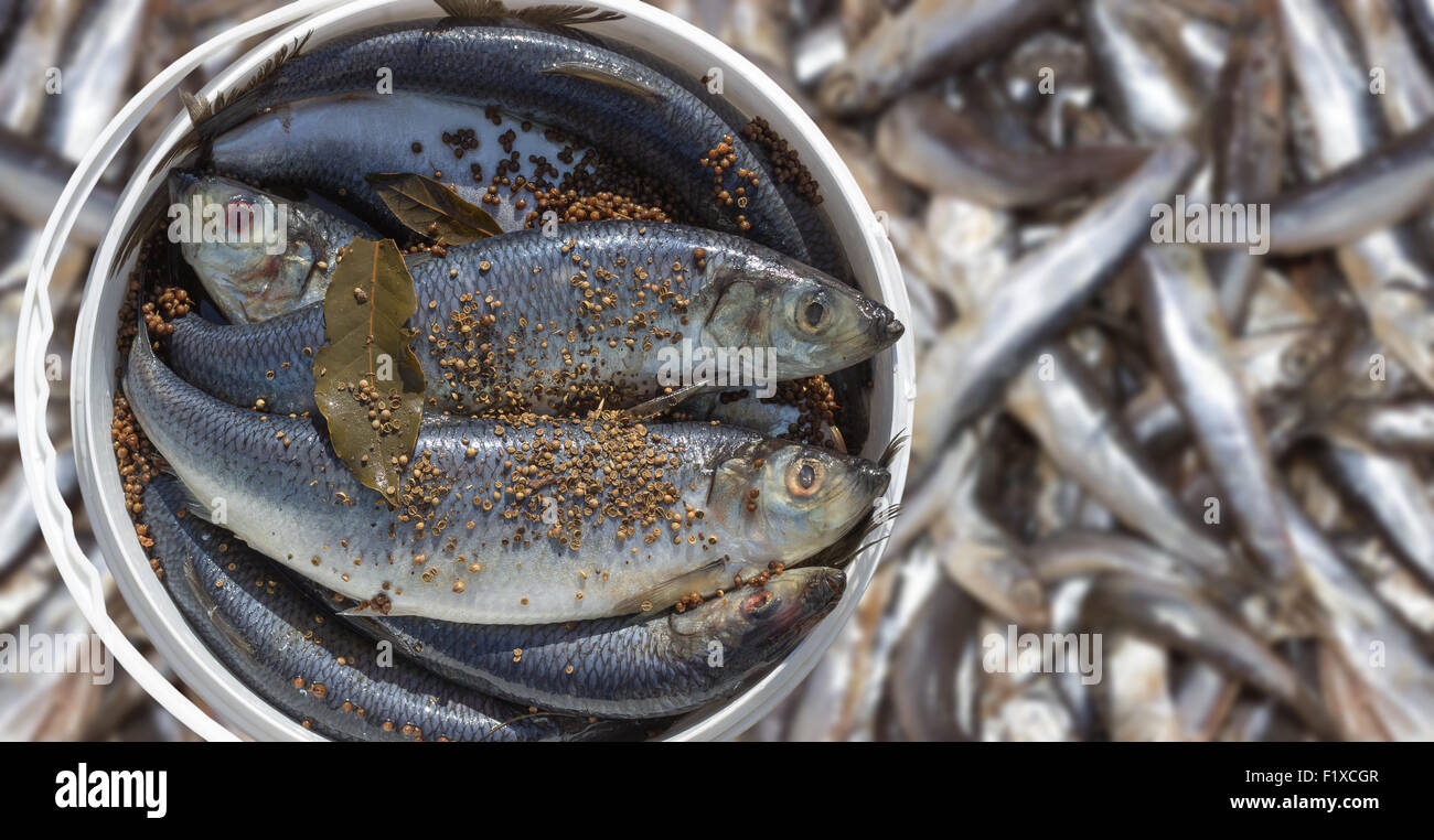 herring with flavoring in a bucket. Stock Photo