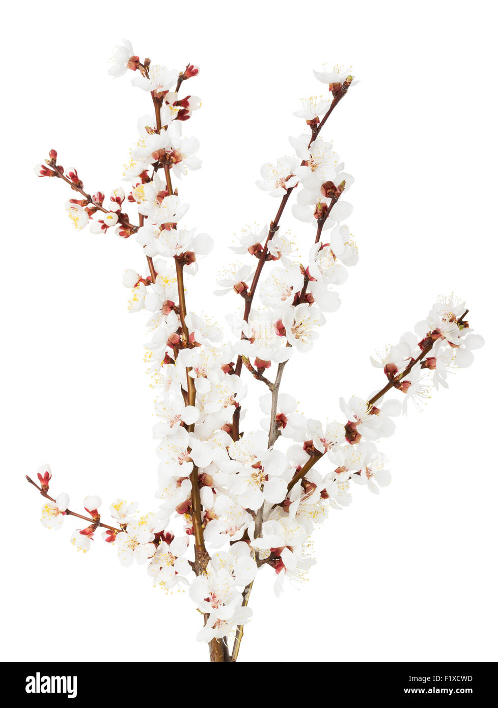 Apricot Blossom Kids main image 0