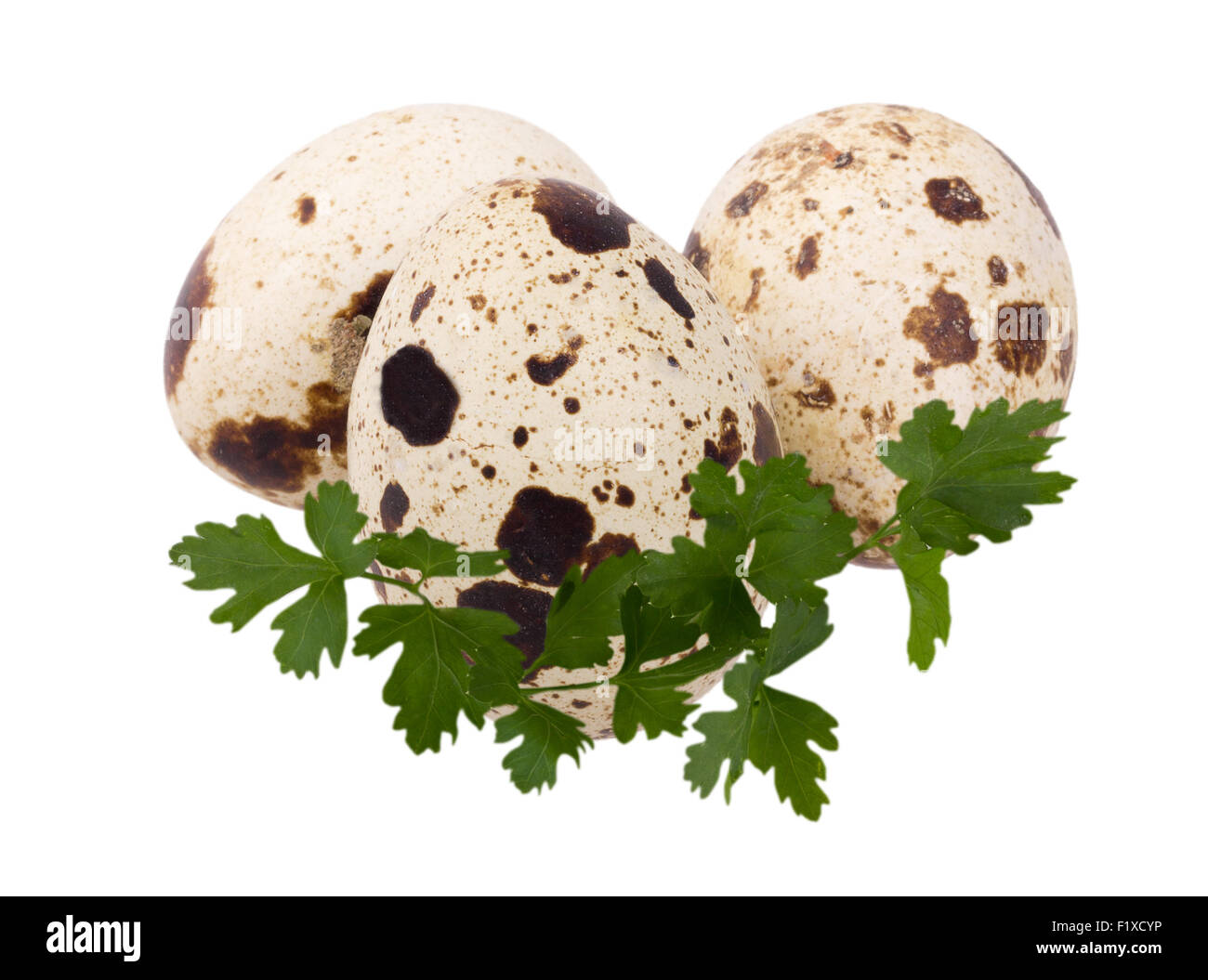 quail eggs on a white background Stock Photo Alamy