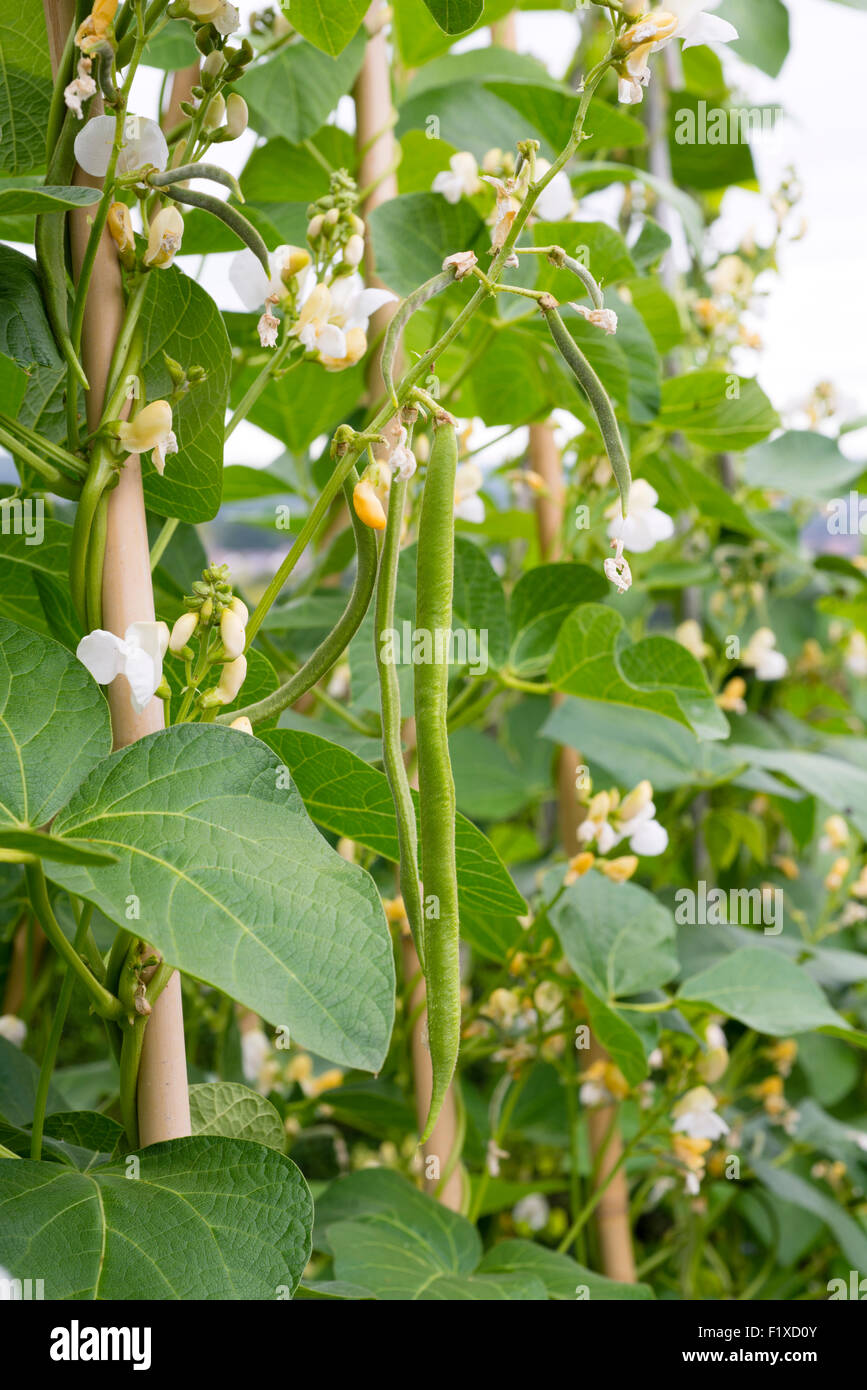Runner bean (Phaseolus Coccineus) 'White Lady' growing on an allotment