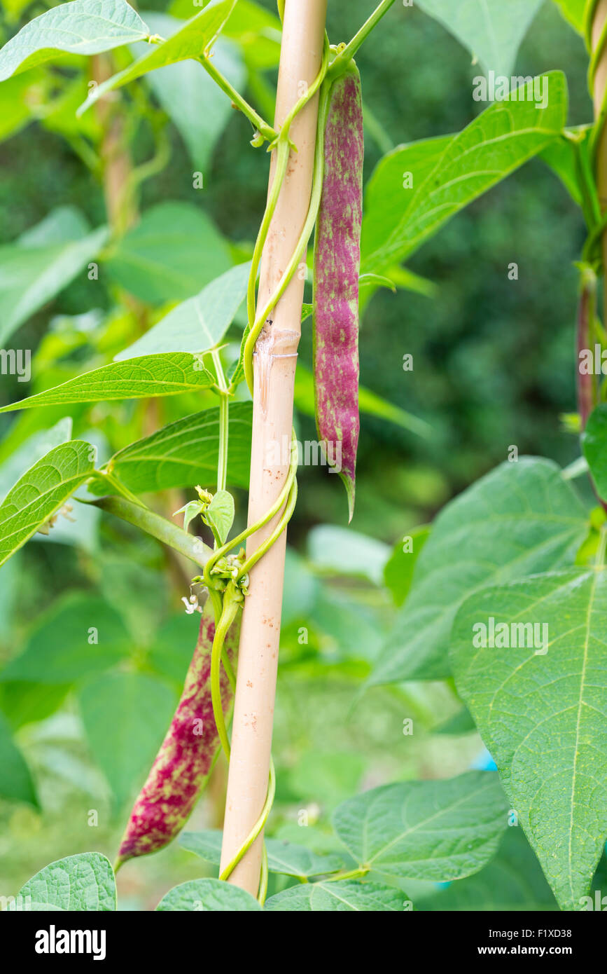 Climbing beans 'Barlotta di Fuoco' growing on an allotment. Sheffield, South Yorkshire, England, UK. Stock Photo