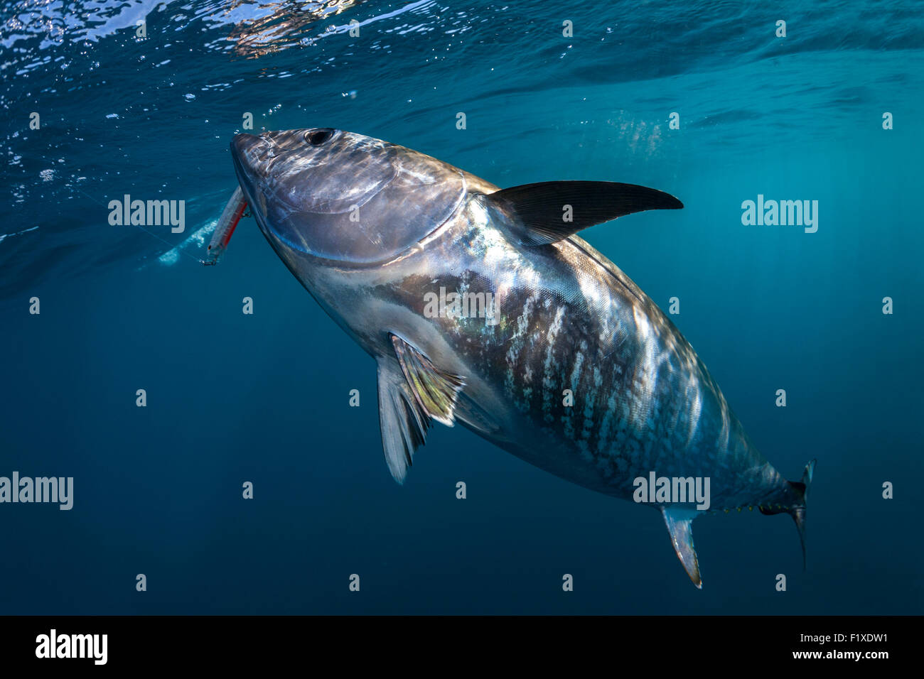 Atlantic bluefin tuna (Thunnus thynnus) sport fishing (France). Under water view. Stock Photo