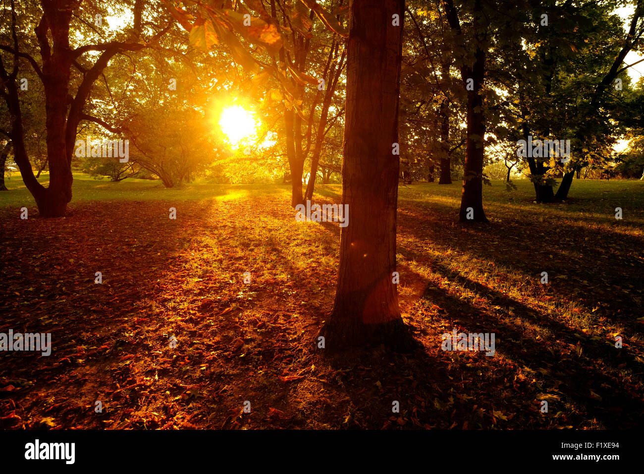 Sun shining through trees in a forest in the Autumn Stock Photo