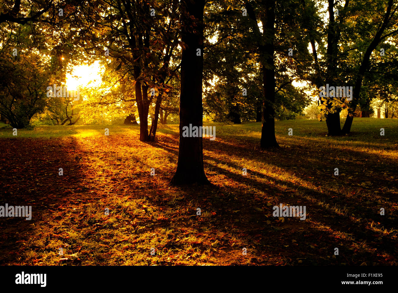 Sun shining through trees in a forest in the Autumn Stock Photo - Alamy