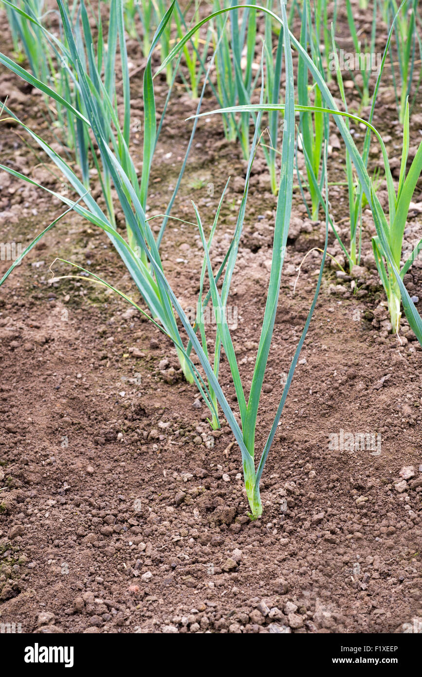 Leek seedlings, 'Bleu de Solaise' Sheffield, South Yorkshire, England