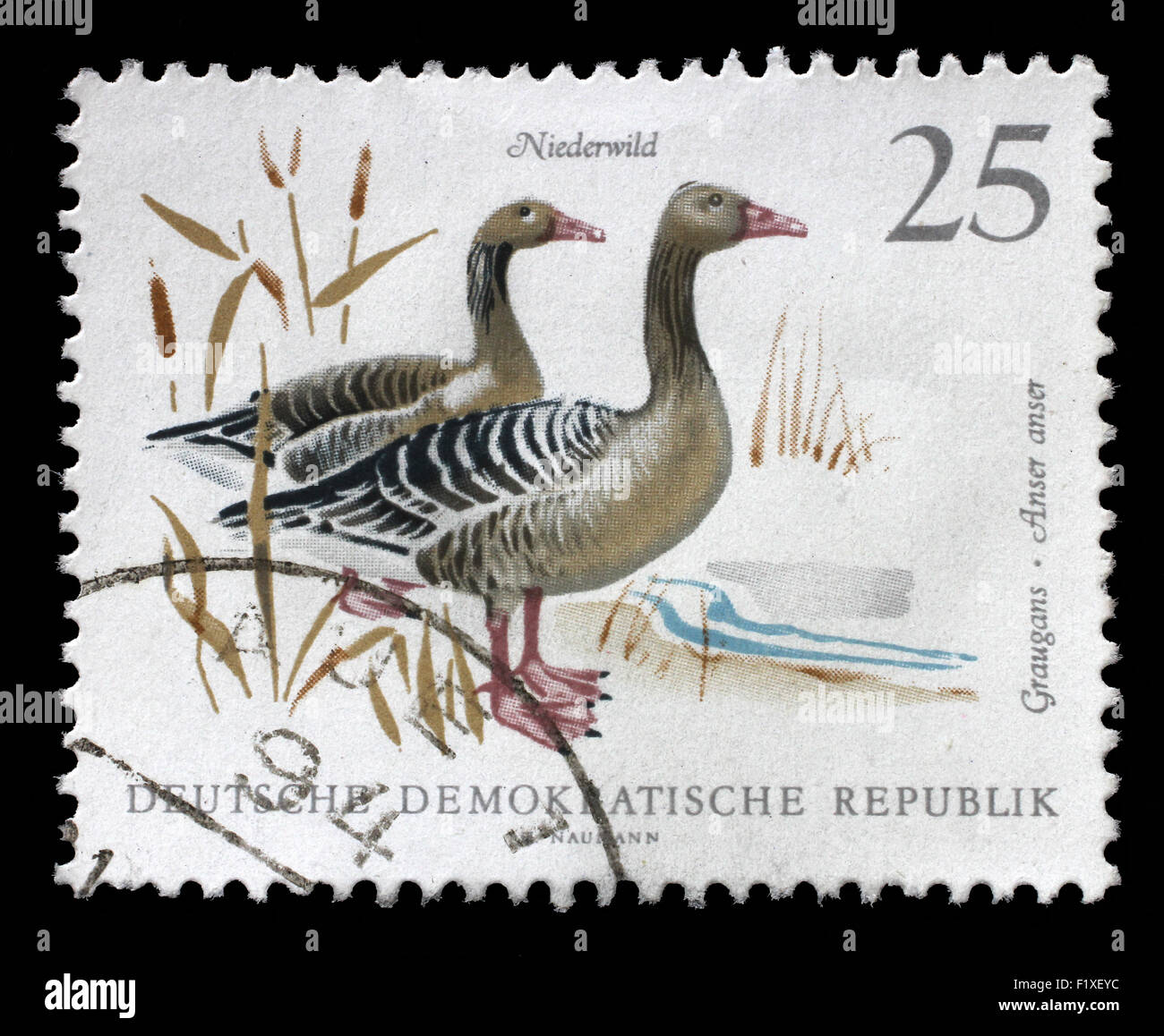 Stamp printed in GDR shows image of a Graylag Geese, series, circa 1968 Stock Photo