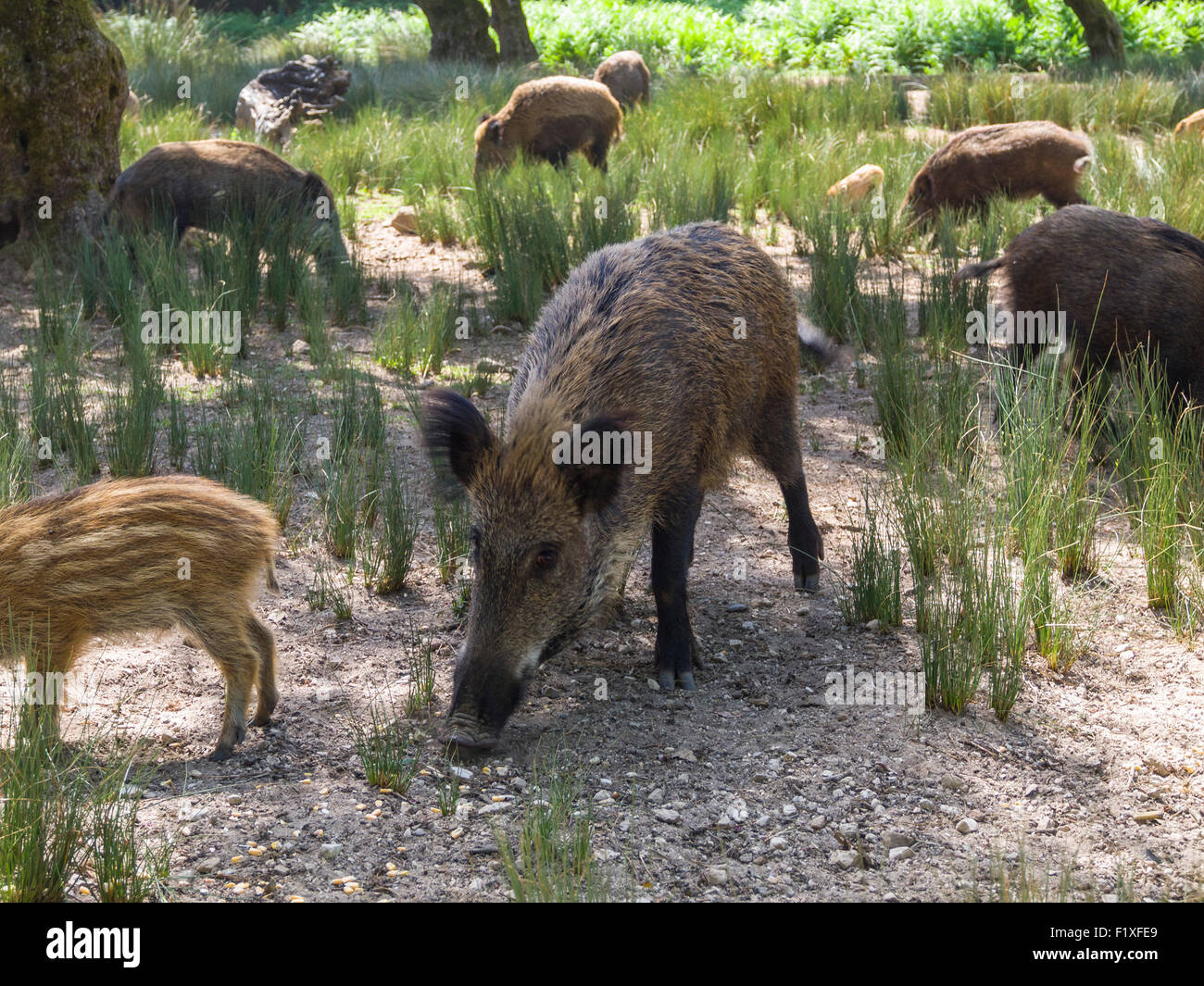 Wild boars (Sus scrofa) Stock Photo