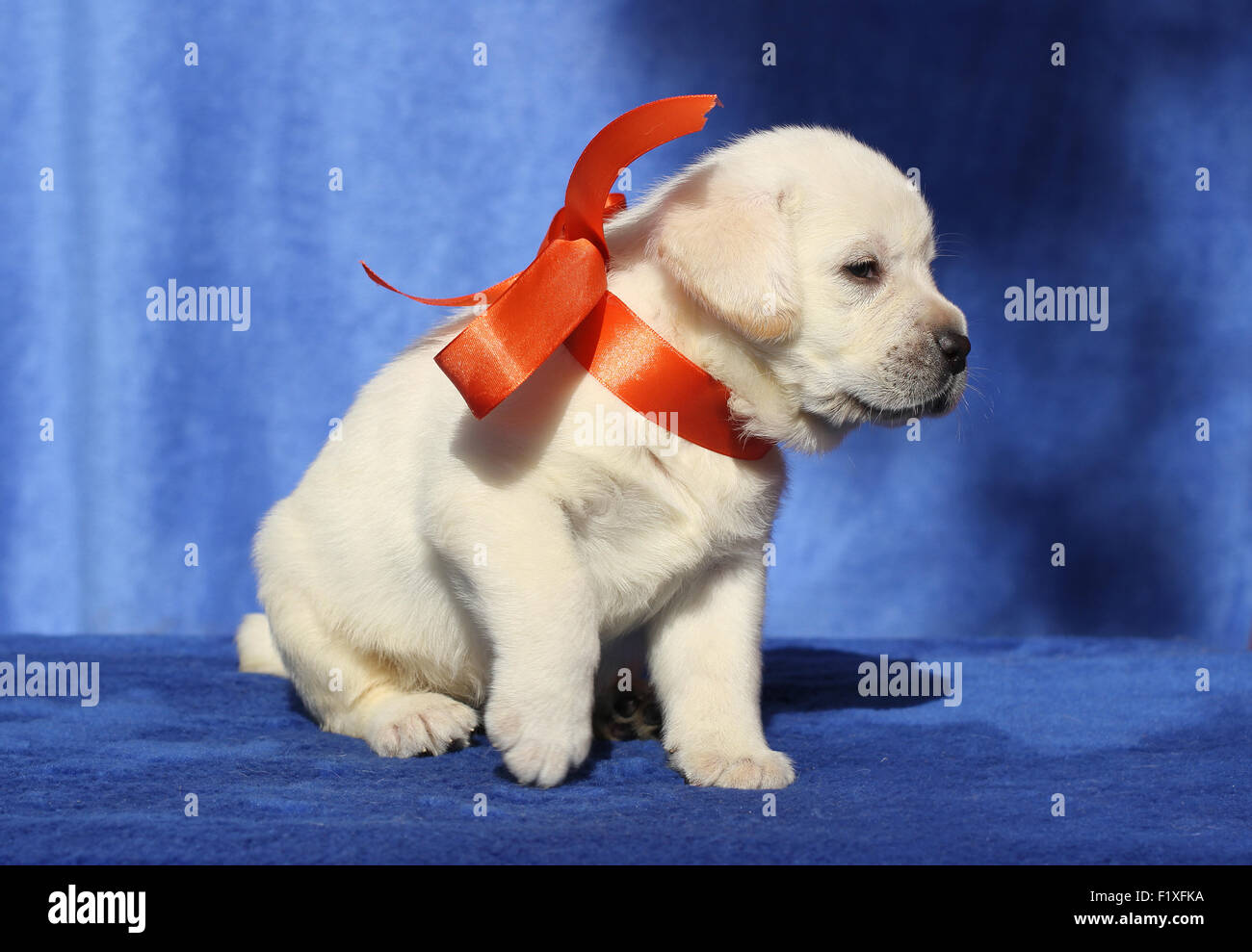 the nice yellow labrador puppy sitting on blue background Stock Photo ...