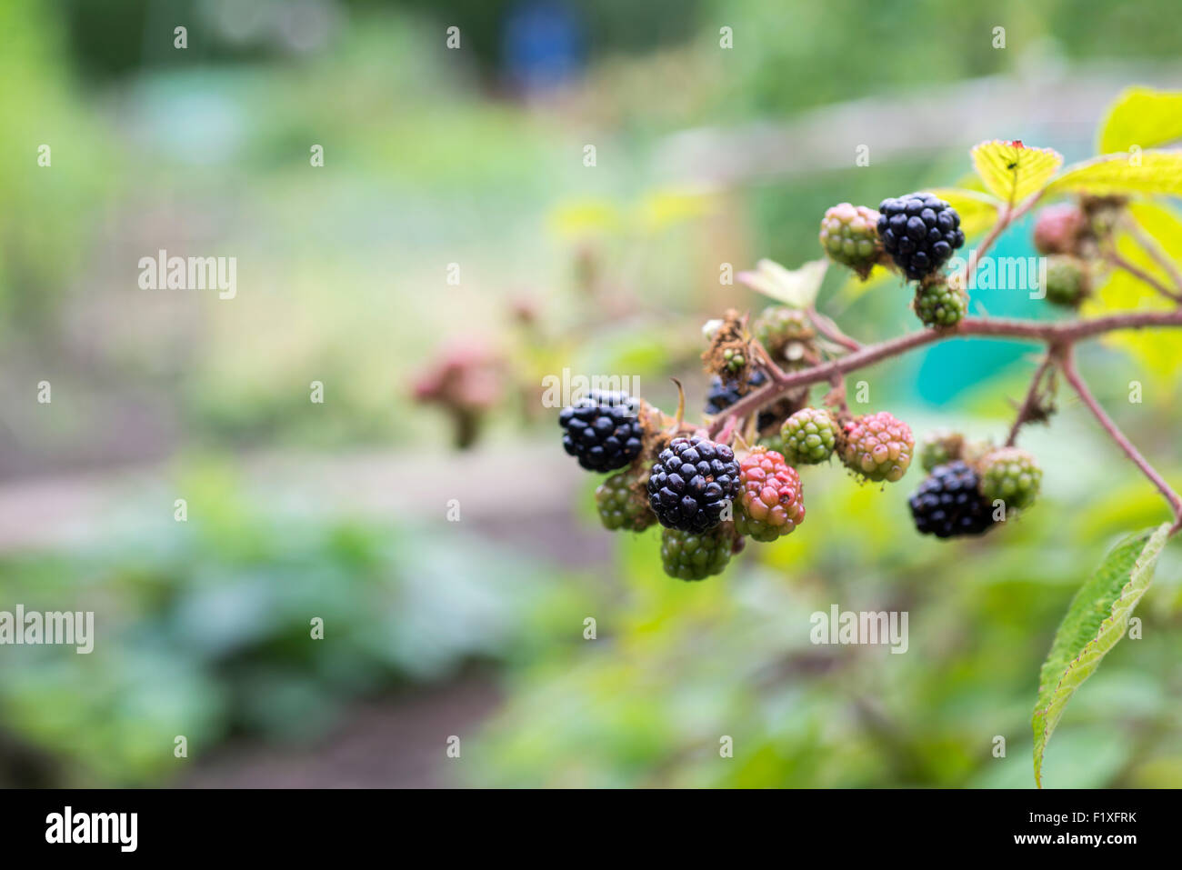 Blackberries growing on an allotment, Sheffield, South Yorkshire, England, UK Stock Photo Alamy