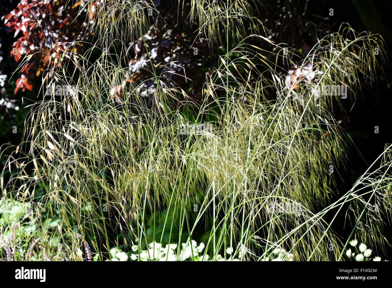 wild grasses in full sun Stock Photo Alamy