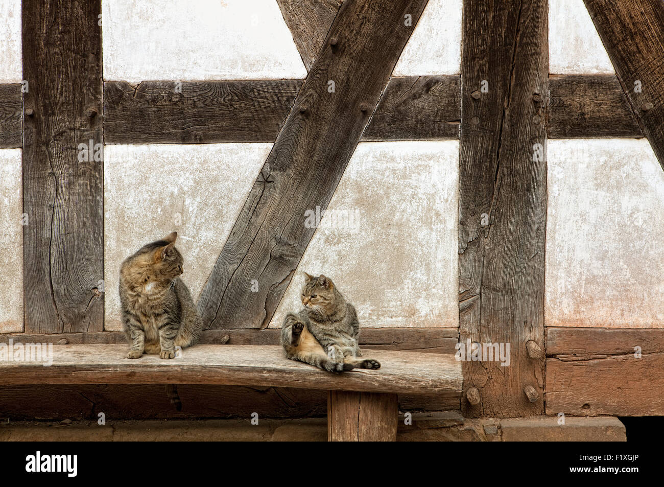 Two cats in front of an old house front, half-timbered wall, 17th century, Germany, Zwei Katzen vor einer alten Hausfassade, Fac Stock Photo