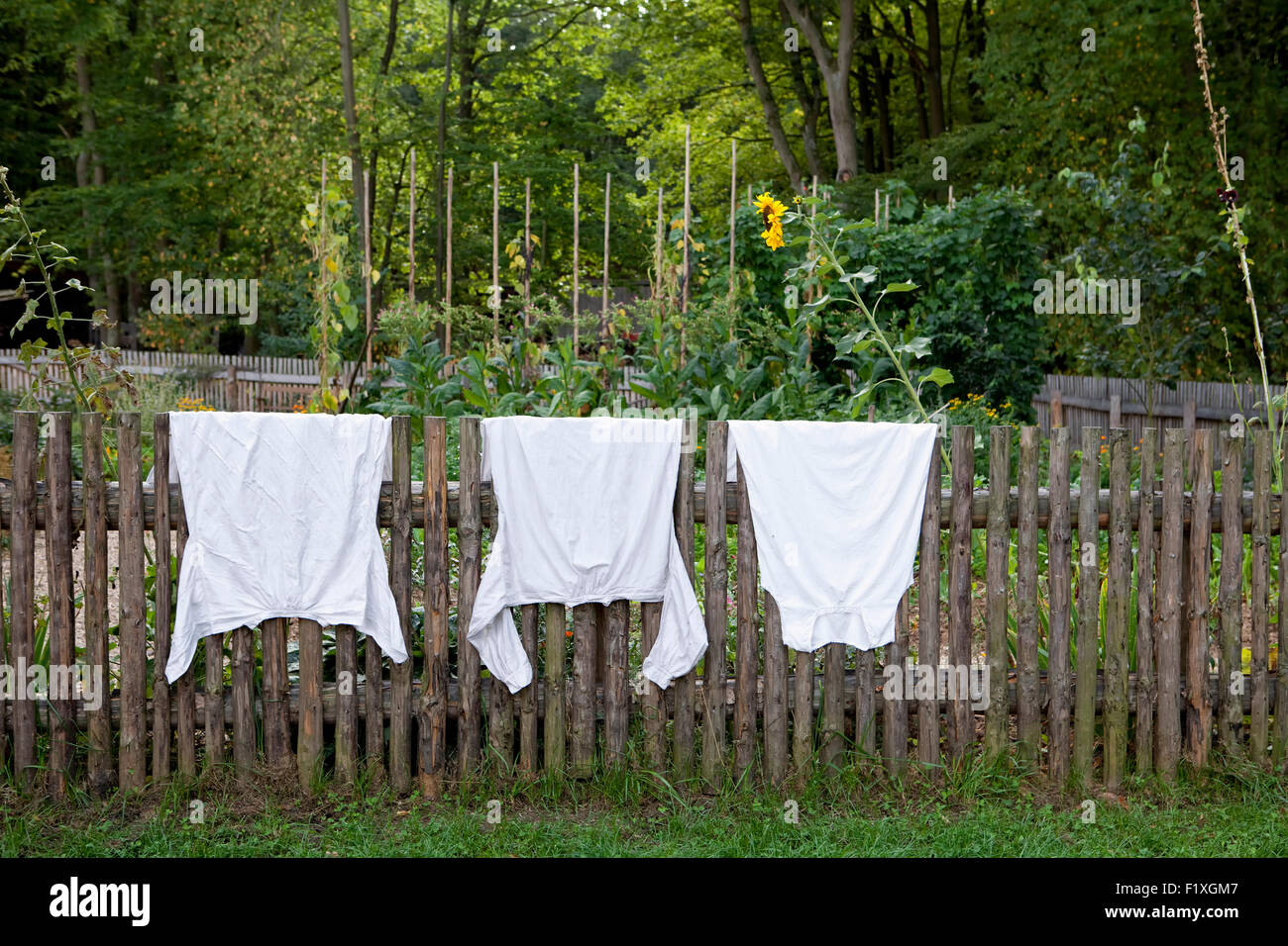 In front of a cottage garden white shirts hanging to dry on an old picket fence Stock Photo