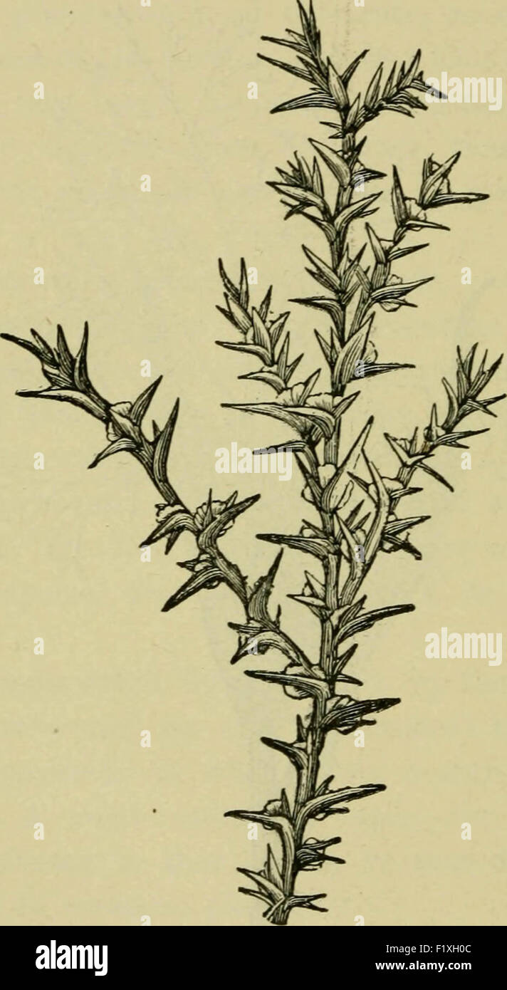 Elements of botany Stock Photo - Alamy