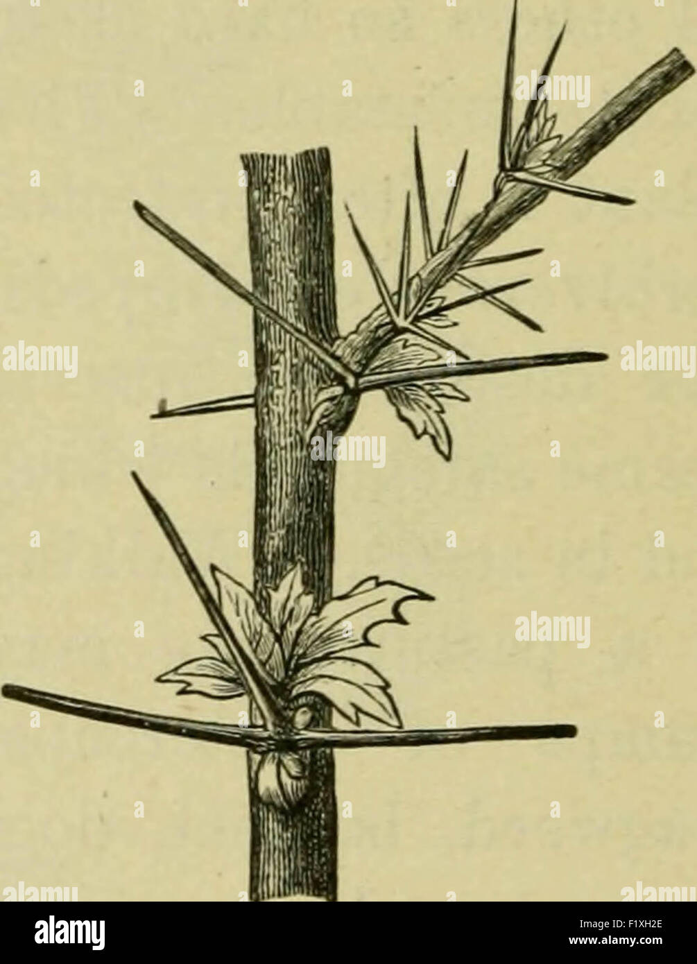 Elements of botany Stock Photo - Alamy