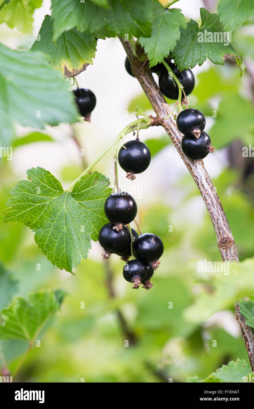 Ribes nigrum. Blackcurrant fruit on a bush. England Stock Photo