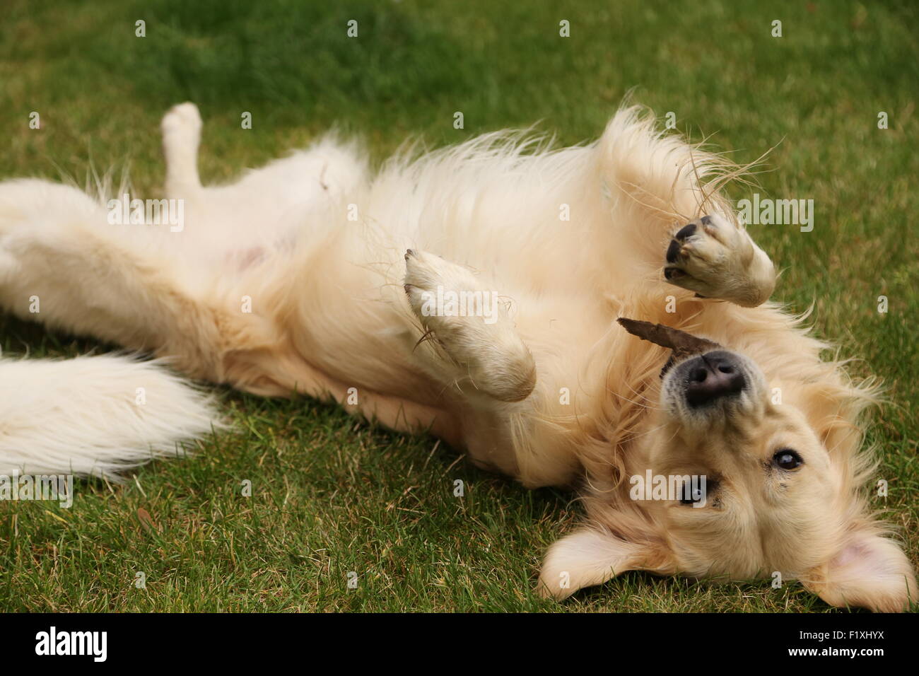 Golden Retriever Playful laying on back Stock Photo Alamy