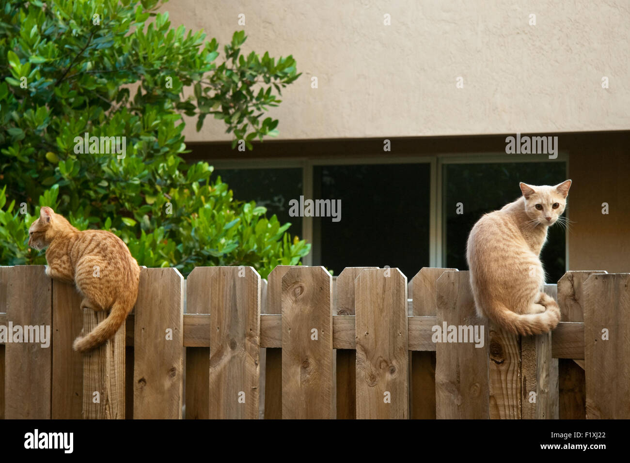 Cats on fence sitting hi-res stock photography and images - Alamy