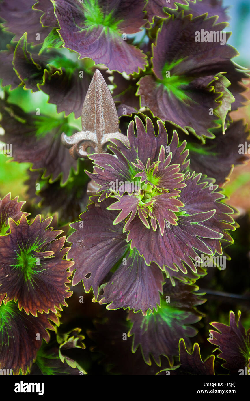 Macro Photograph of a deep purple Coleus plant with bright green tips on the leaves Stock Photo