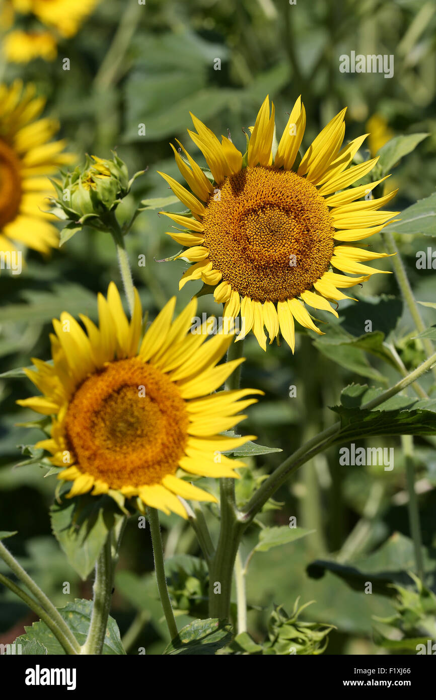 Numerous seeds hires stock photography and images Alamy