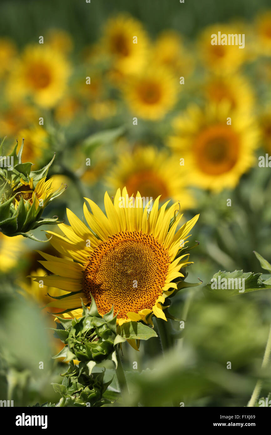field of yellow sunflowers growing in France for seeds Stock Photo Alamy