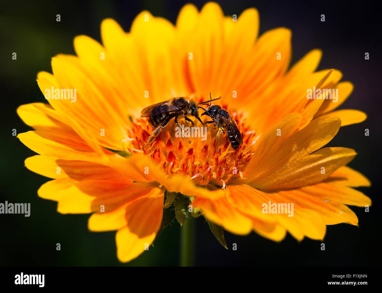 Close-Up photograph of a bright yellow angelita daisy with two bee's in the center of the bloom Stock Photo