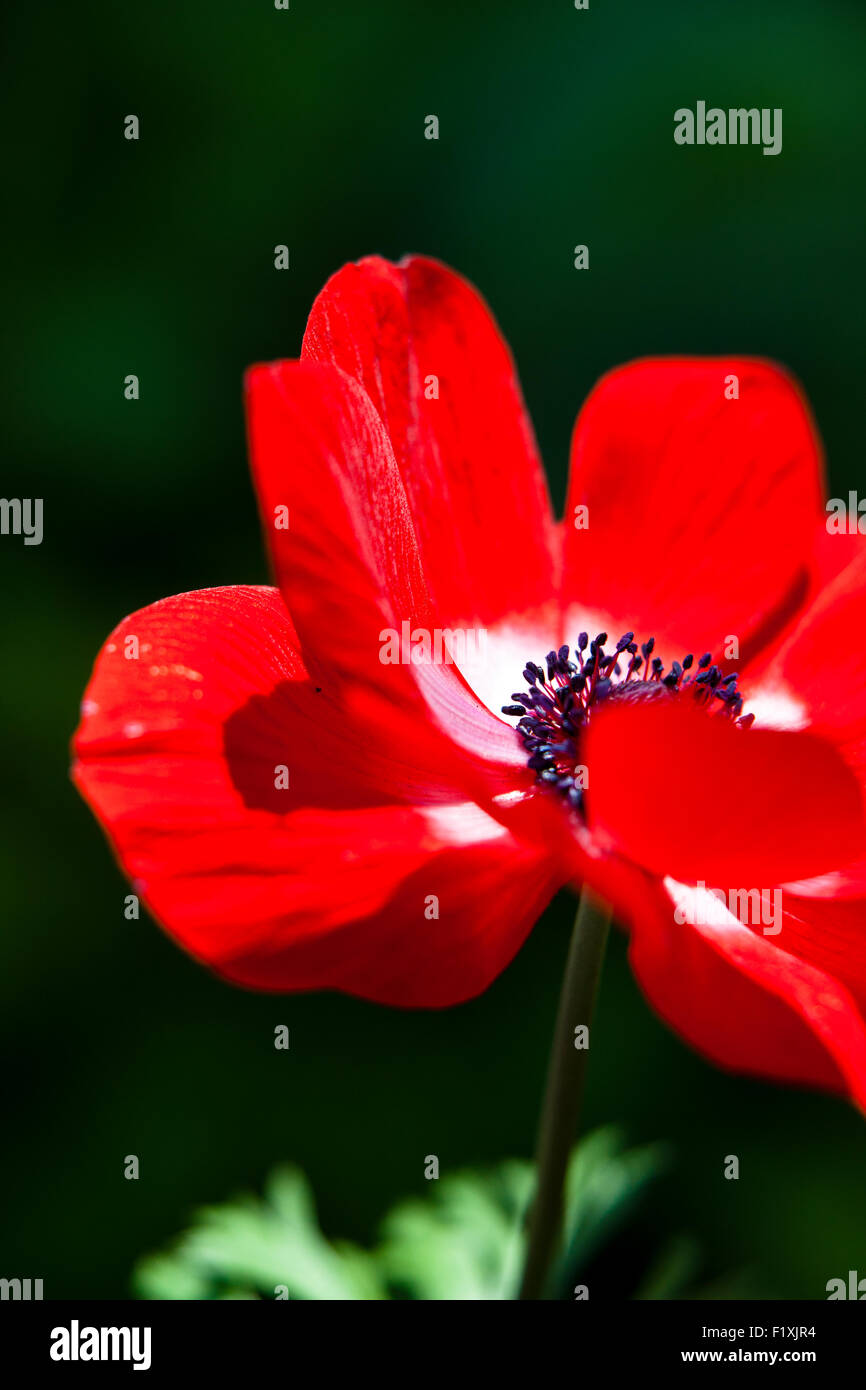 Close-Up of a bright red Wind Flower with a deep green background Stock Photo