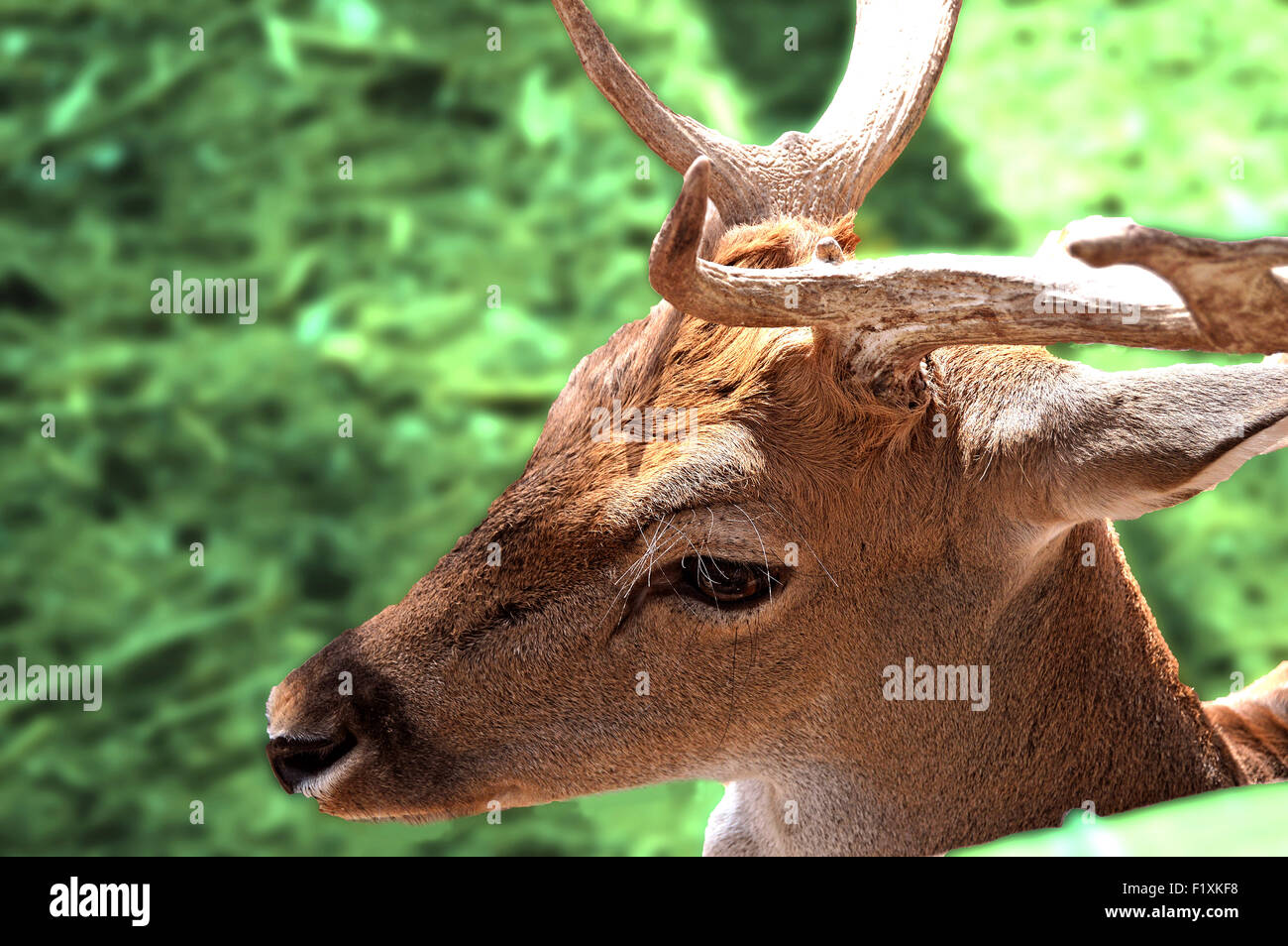 Deer in the forest Stock Photo - Alamy