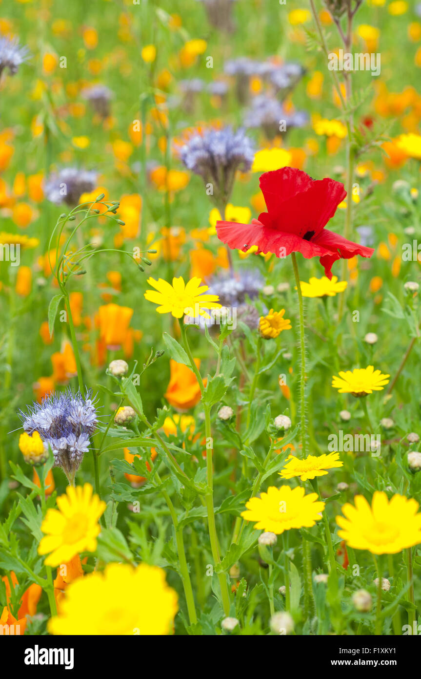 Summer wildflower meadow. Stock Photo