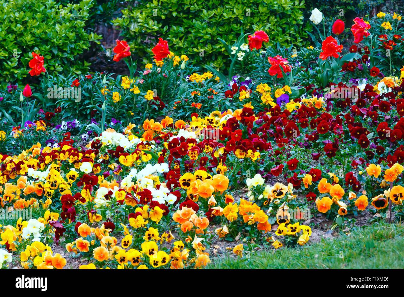 Blossoming varicolored Viola tricolor flowers and red tulips on spring flowerbed. Stock Photo