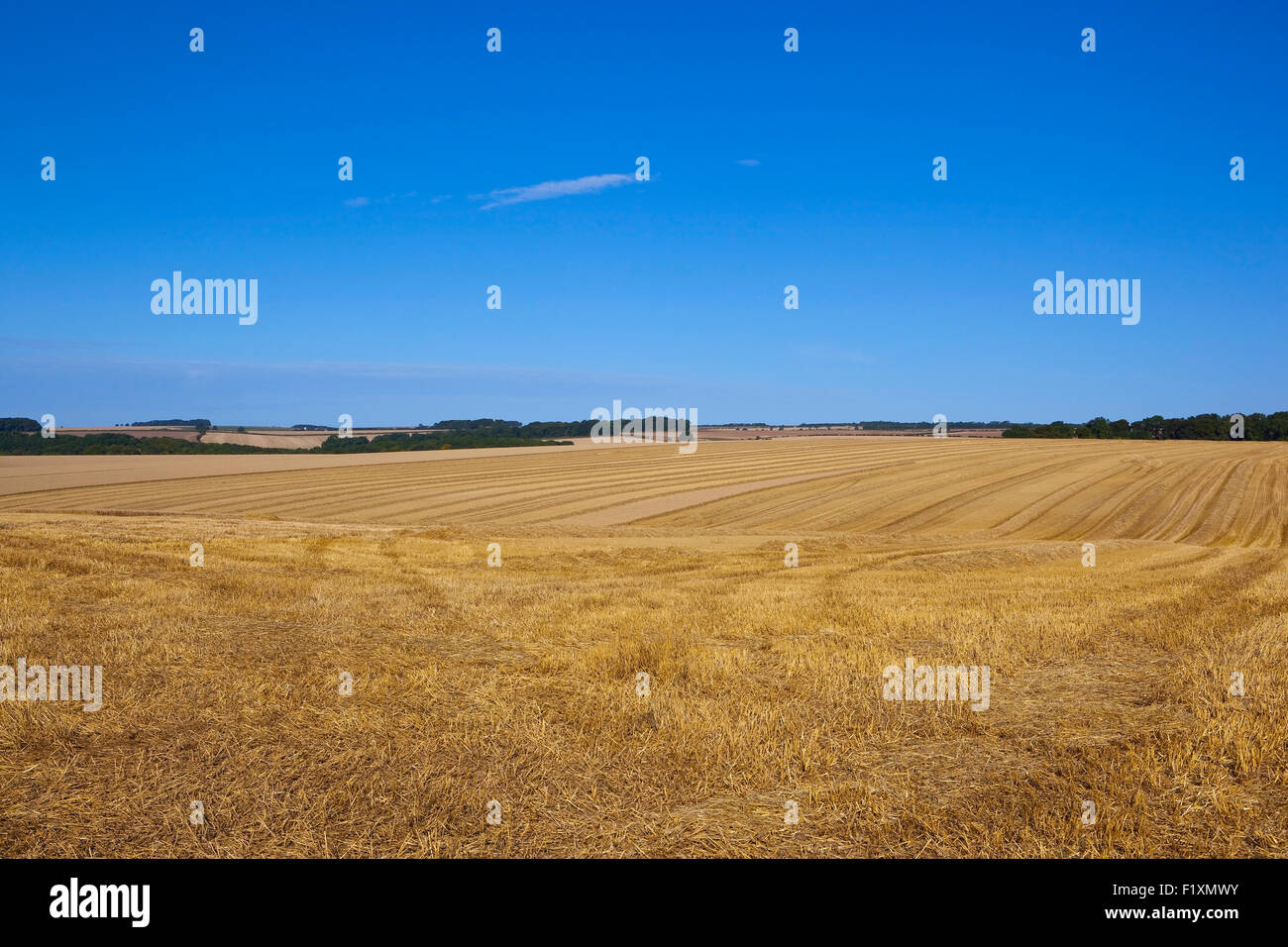 Patterns and textures of golden stubble  fields in the agricultural landscape of the Yorkshire wolds in September. Stock Photo