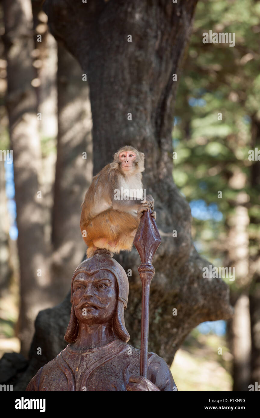 Shimla, Himachal Pradesh, India. Monkey sitting on the statue of a guard by the Monkey Temple, dedicated to the Hindu God Hanuman, on the Jakhoo Hill. Stock Photo