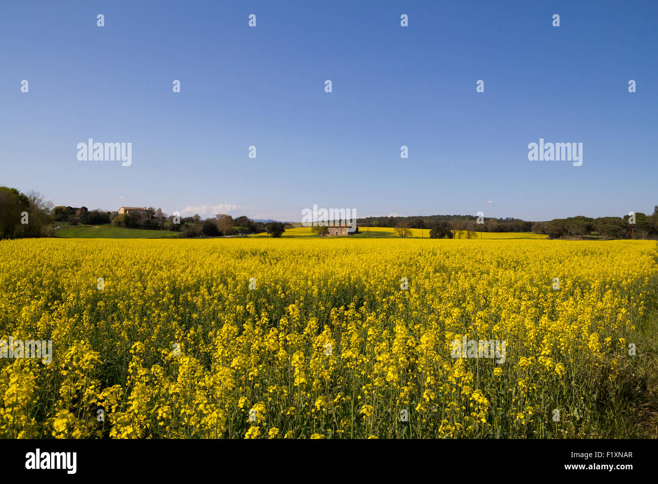 Field of yellow flowers hi-res stock photography and images - Alamy