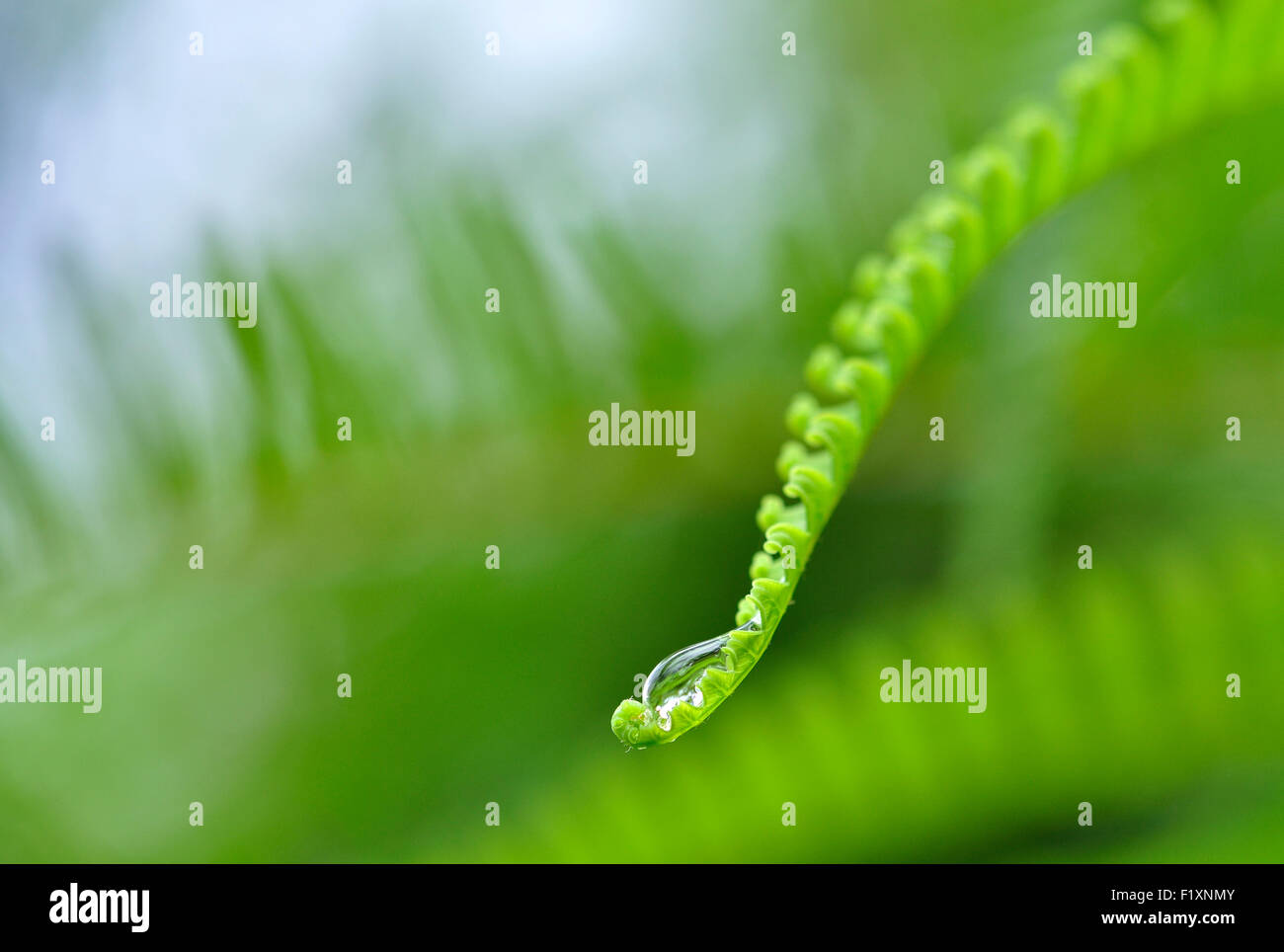 A drop story Stock Photo