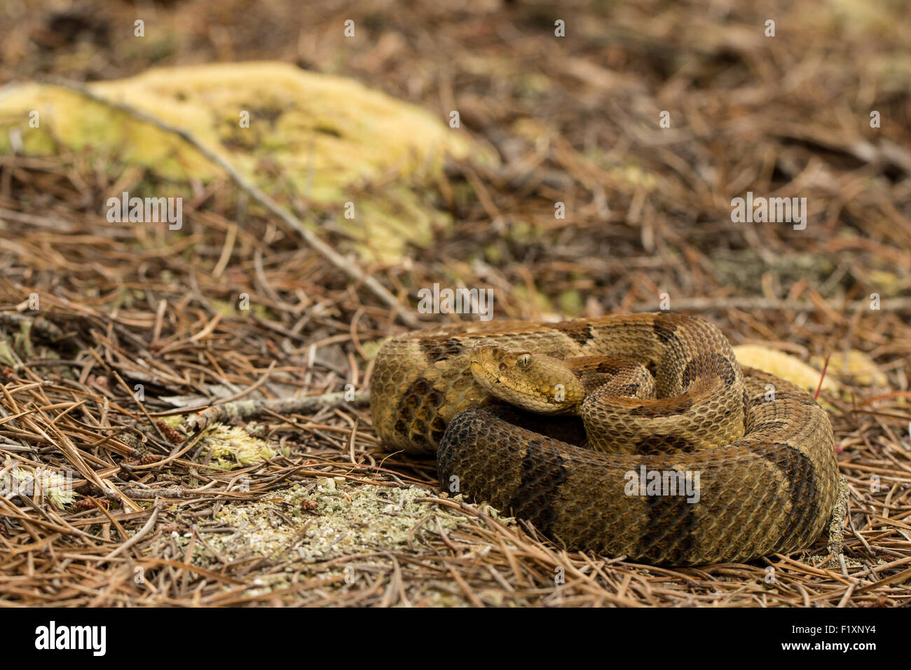 Young timber rattlesnake - Crotalus horridus Stock Photo - Alamy