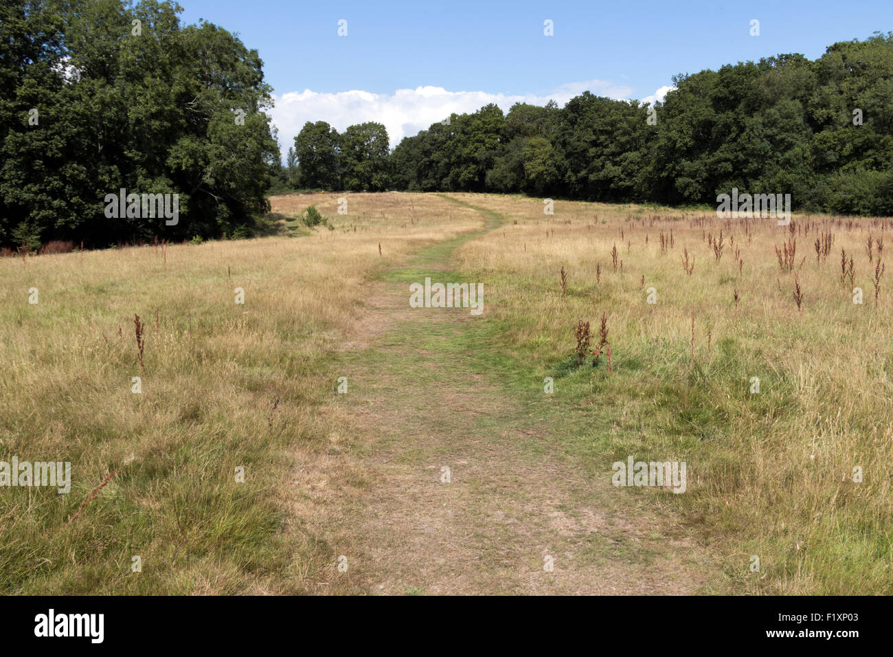 Birchen fields haywards heath hires stock photography and images Alamy
