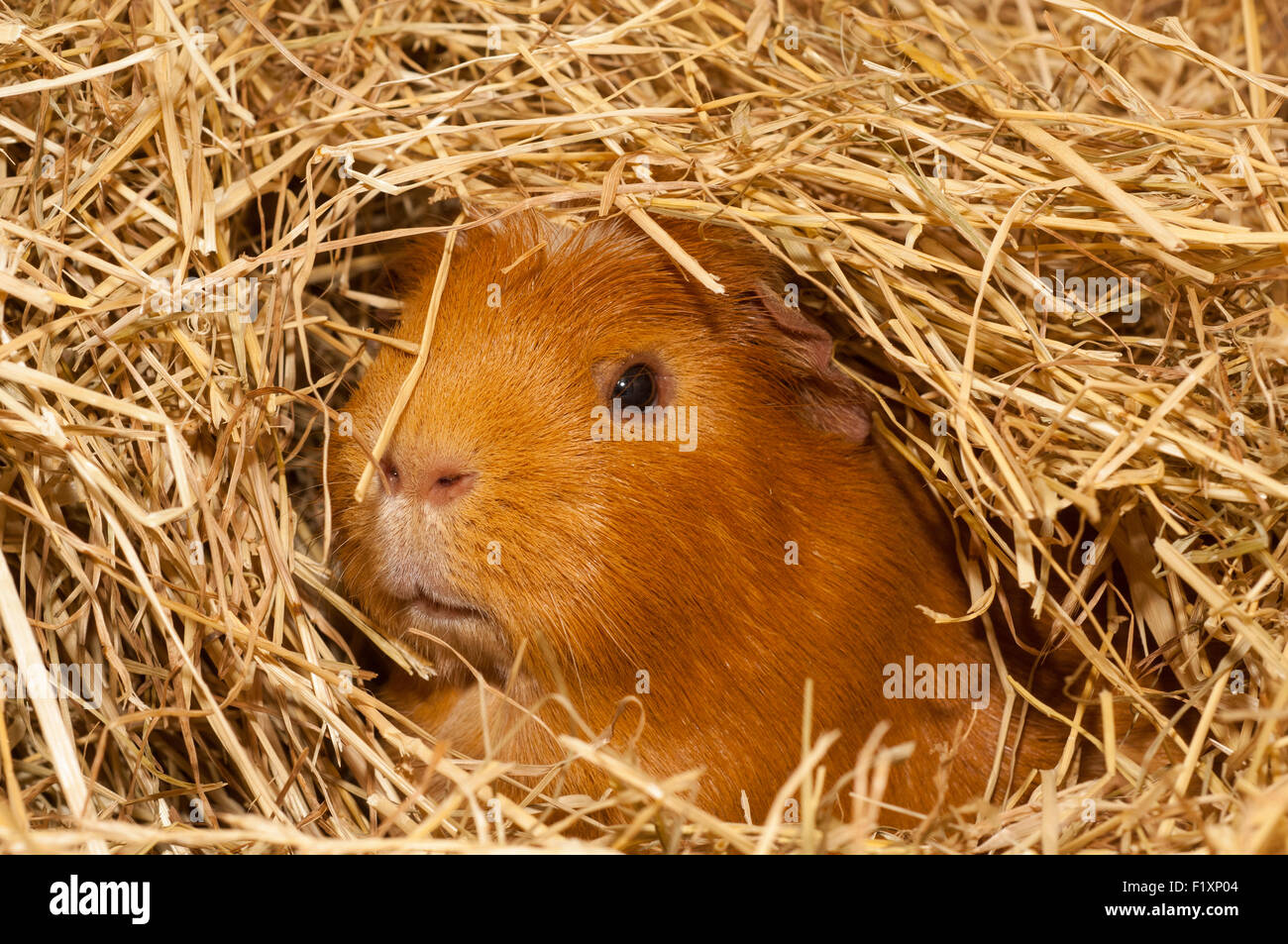 small, furry, pet, looking, face, hay, bedding, character, eyes, comical, Stock Photo