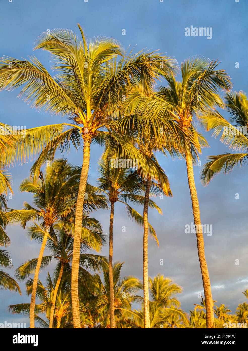 Golden light on palm trees at Anaehoomalu Beach on the Big Island of Hawaii Stock Photo