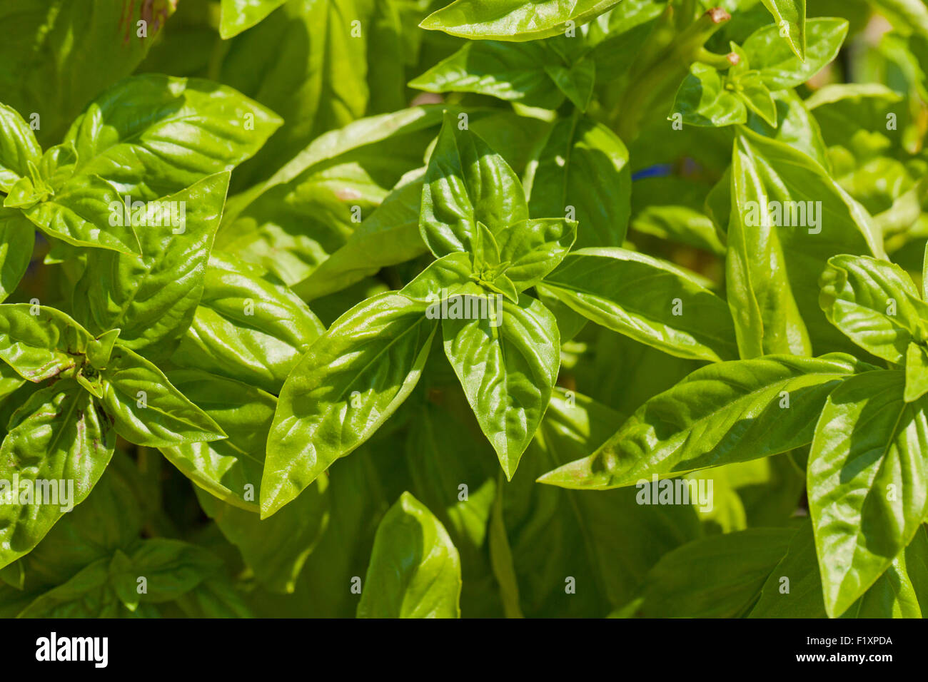 Basil plant (Ocimum basilicum) Stock Photo