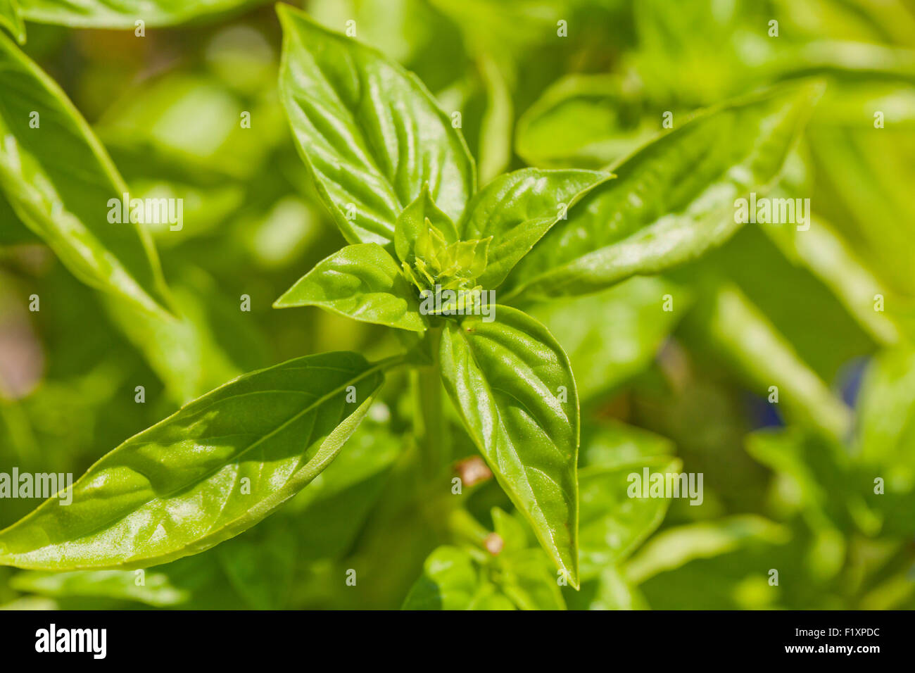 Basil plant (Ocimum basilicum) Stock Photo